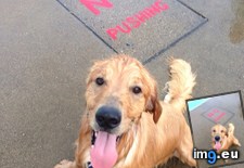 Tags: bit, day, dog, excited, gibson, local, pool, swim (Pict. in My r/AWW favs)