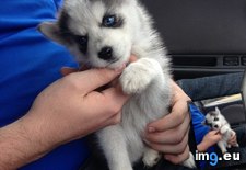 Tags: husky, new, our, puppy (Pict. in My r/AWW favs)