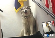 Tags: alaskan, big, dog, guard, malamute, scary, smile, super (Pict. in My r/AWW favs)