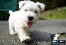 Tags: for, out, walk (Pict. in My r/AWW favs)