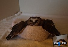 Tags: owl, towel (Pict. in My r/AWW favs)