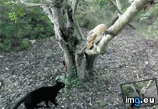 Tags: food, friends, owls (GIF in My r/AWW favs)