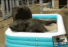 Tags: pachyderms, playing, pool (GIF in My r/AWW favs)
