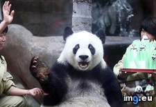 Tags: birthday, panda (Pict. in My r/AWW favs)