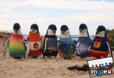 Tags: penguins, sweaters, wearing (Pict. in My r/AWW favs)