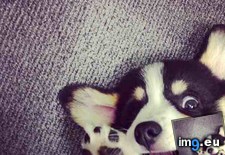 Tags: meees, play, wifff (Pict. in My r/AWW favs)