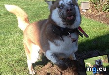 Tags: mud, playing (Pict. in My r/AWW favs)