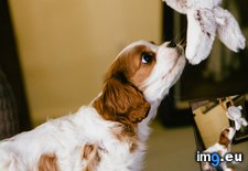 Tags: cavalier, charles, king, nami, new, old, our, say, she, spaniel, week (Pict. in My r/AWW favs)