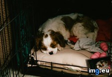 Tags: cavalier, charles, king, nami, new, old, our, say, she, spaniel, week (Pict. in My r/AWW favs)