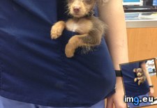 Tags: attention, crying, got, pocket, puppy, stop (Pict. in My r/AWW favs)
