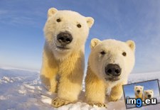 Tags: any, are, bears, curious, investigate, may, noise, object, polar, polarbears, smell, strange (Pict. in My r/AWW favs)