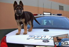 Tags: officer, police, training (Pict. in My r/AWW favs)