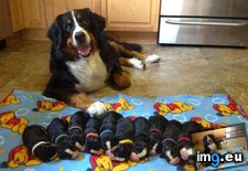 Tags: mamma, proud (Pict. in My r/AWW favs)