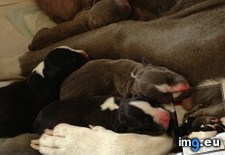 Tags: mary, proud, puppies, rescue, story (Pict. in My r/AWW favs)