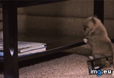 Tags: falls, puppy (GIF in My r/AWW favs)
