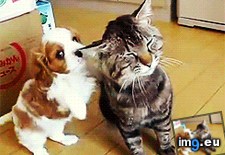 Tags: cats, ear, noms, puppy (GIF in My r/AWW favs)