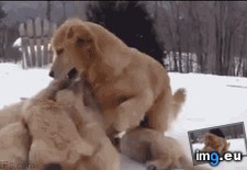 Tags: party, puppy (GIF in My r/AWW favs)