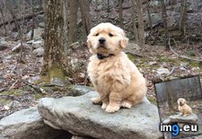 Tags: hike, puppy (Pict. in My r/AWW favs)