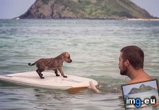 Tags: hawaii, puppy, surfing (Pict. in My r/AWW favs)