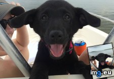 Tags: boat, day, meet, pups, ruw (Pict. in My r/AWW favs)