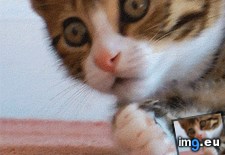 Tags: shocked (GIF in My r/AWW favs)