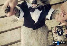 Tags: raccoon, suit (Pict. in My r/AWW favs)