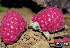 Tags: covered, raspberry, turtles (Pict. in My r/AWW favs)