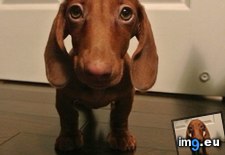 Tags: dachshund, dobby, meet, miniature (Pict. in My r/AWW favs)