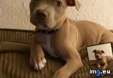 Tags: ago, bullypit, gemma, meet, months, old, puppy, she, turned (Pict. in My r/AWW favs)