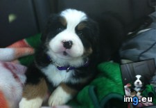 Tags: meet, sadie (Pict. in My r/AWW favs)