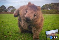 Tags: feed, wombats (Pict. in My r/AWW favs)