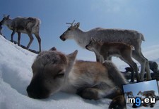Tags: can, reindeers, too (Pict. in My r/AWW favs)