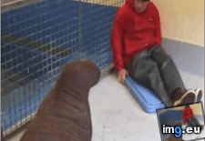 Tags: baby, caretaker, rescued, snuggles, walrus (GIF in My r/AWW favs)