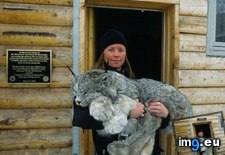 Tags: canadian, lynx, rescued (Pict. in My r/AWW favs)