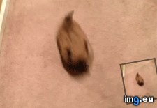 Tags: potatoes, running (GIF in My r/AWW favs)