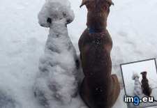 Tags: backyard, company, dog, stands, statue, storm (Pict. in My r/AWW favs)