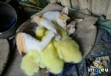 Tags: ducklings, protective (Pict. in My r/AWW favs)