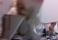 Tags: one, wanted (Pict. in My r/AWW favs)