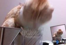 Tags: one, wanted (Pict. in My r/AWW favs)