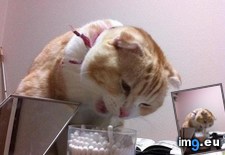 Tags: one, wanted (Pict. in My r/AWW favs)