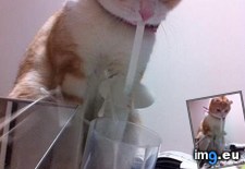 Tags: one, wanted (Pict. in My r/AWW favs)