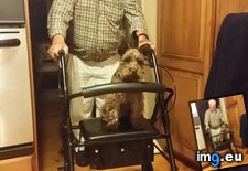 Tags: grandfather, happy, she, therapy (Pict. in My r/AWW favs)