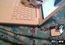Tags: air, coming, laptop, loves, warm (Pict. in My r/AWW favs)