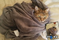 Tags: meows, morning, wrap (Pict. in My r/AWW favs)