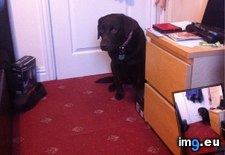 Tags: face, farted, labrador, reaction, she, stretched, yelled (Pict. in My r/AWW favs)