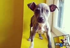 Tags: brought, love, luna, malnourished, meet, mexico, pit, she, tiny, was (Pict. in My r/AWW favs)