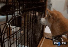 Tags: inu, request, shiba (GIF in My r/AWW favs)