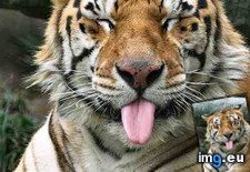 Tags: haha, silly, tiger (Pict. in My r/AWW favs)