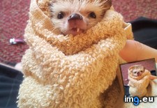 Tags: bath, enjoyed, hedgehog, lot, night, one, people, scraggly, toothed (Pict. in My r/AWW favs)