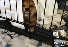 Tags: attempt, cake, day, dog, karma, sake, sister, unabashed, whoring (Pict. in My r/AWW favs)